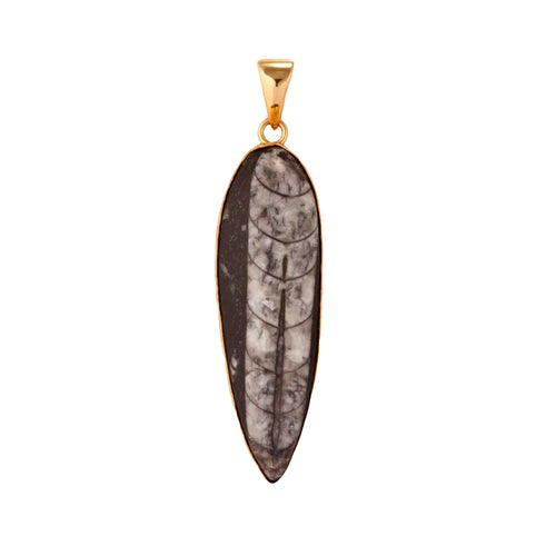 Alchemia Orthoceras Pendant on Alchemia Twist Necklace